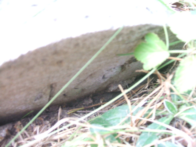 Zbigniew Kołodziejczyk 1954 Katowice - Grobonet - Wyszukiwarka osób pochowanych